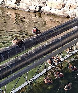 2023 11 PEKIN - PARC BEIHAI (37)